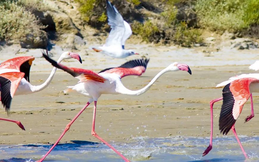 Flamingos in the Camargue